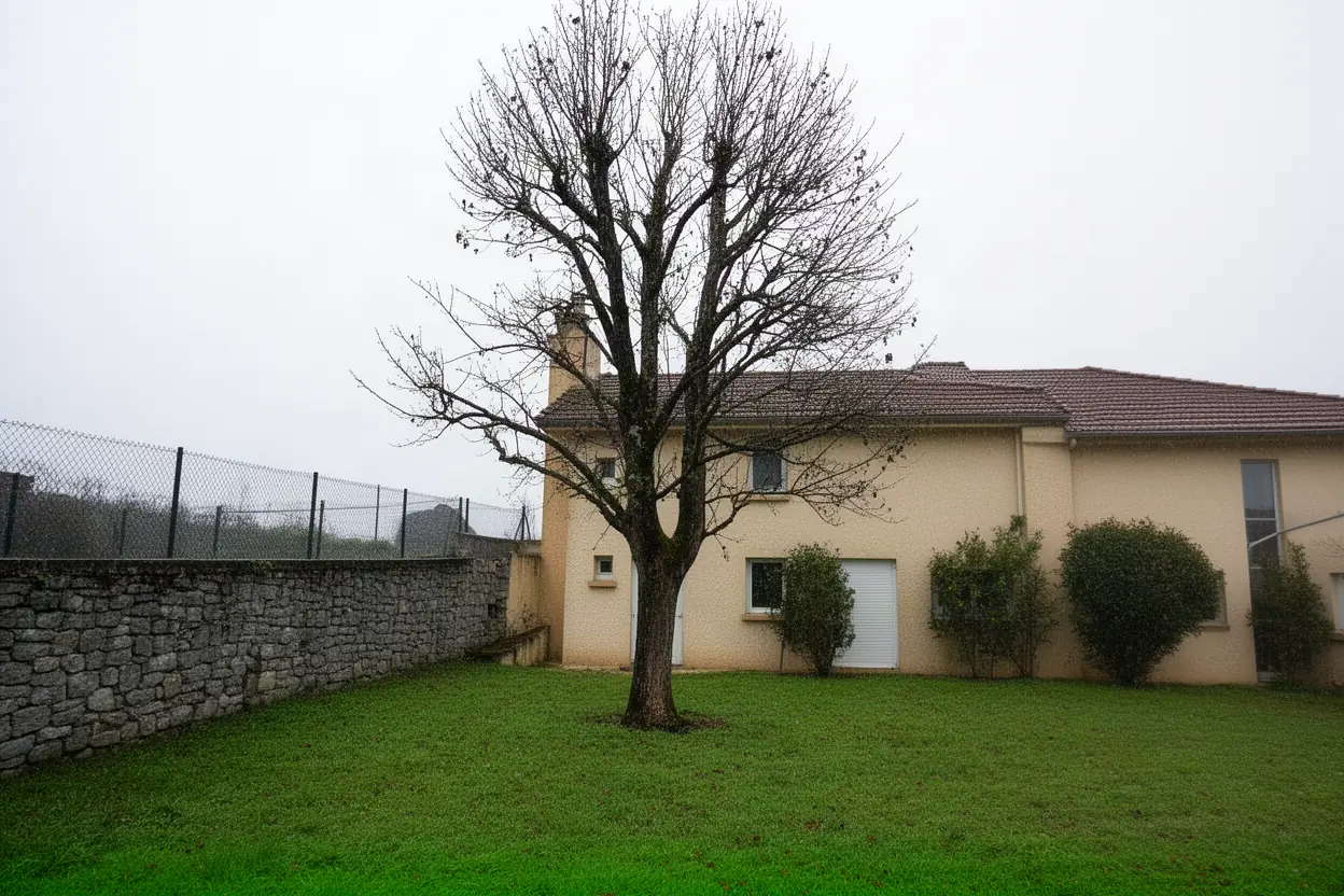 Arbre dépérissant près d'un muret à Jurançon
